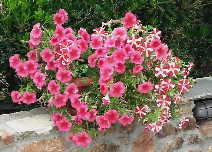 Elianthos