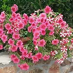 Elianthos