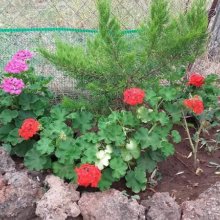 Apartment Elianthos