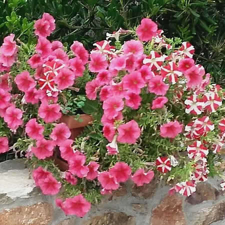 Elianthos